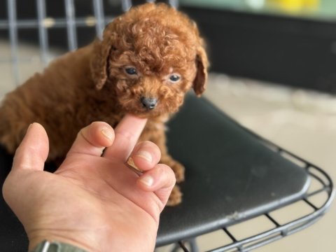 Petmode köpek çiftliğinden tea cup kore poodle