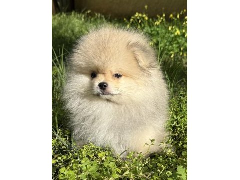 Pomeranian boo köpeğimiz