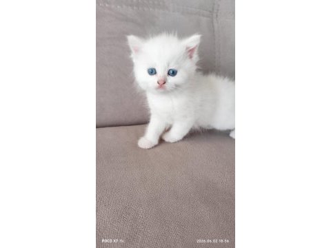 Podyum güzelleri sahnede pamuk kedilerimiz