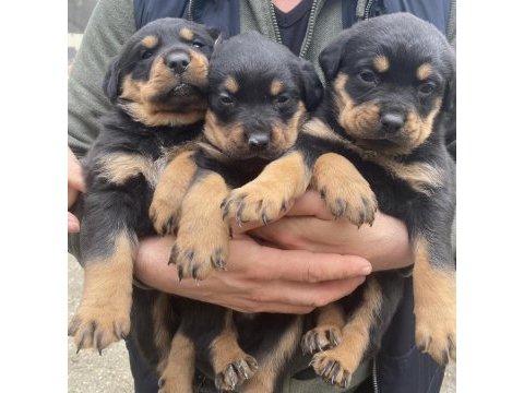 Orjinal yavru rottweiler