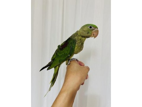 Son bebek alexander el besleme büyüyor