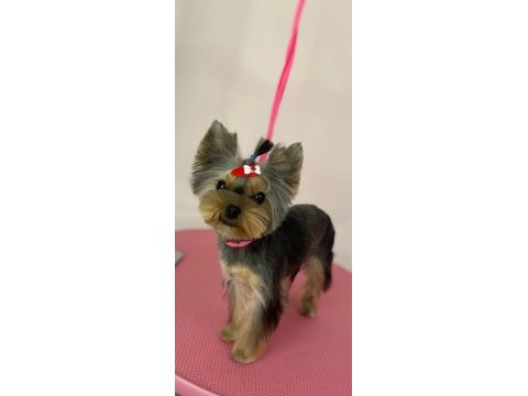 Yorkshire terrier erkek yavru