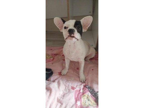 Ücretsiz sahiplendirilecek french bulldog açıklamaya bakın