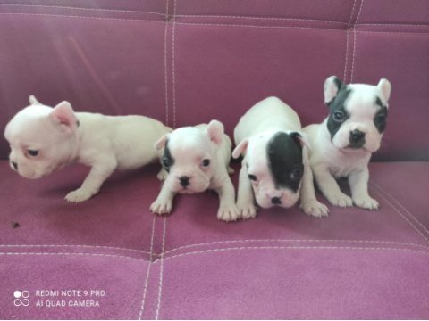 A kalite french bulldog yavruları