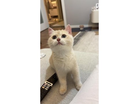 British shorthair ay golden