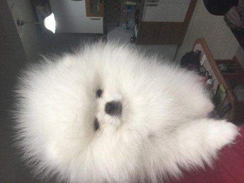 Teddy bear surat teacup pomeranian erkek