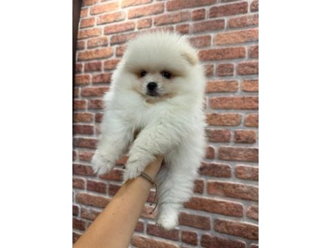 Pomeranian boo teacup dişi