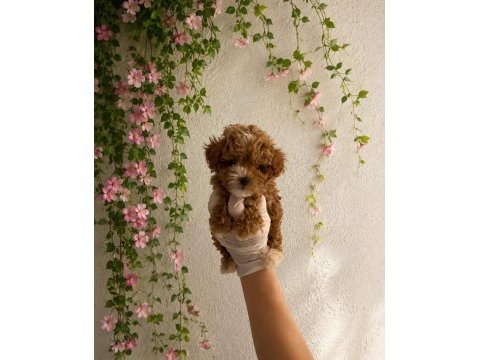 Maltipoo yavrularım orijinal kg garantili