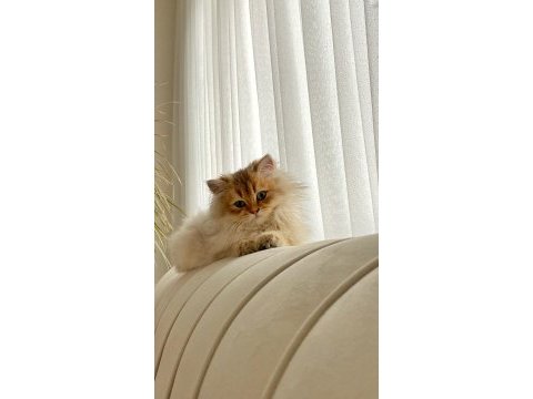 Çok uysal bir kedidir çok oyuncu