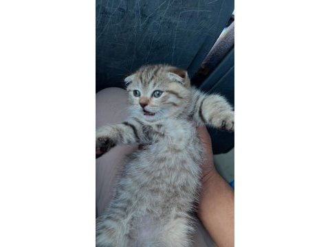 Son dişi scottish fold yavrumuza yuva arıyoruz
