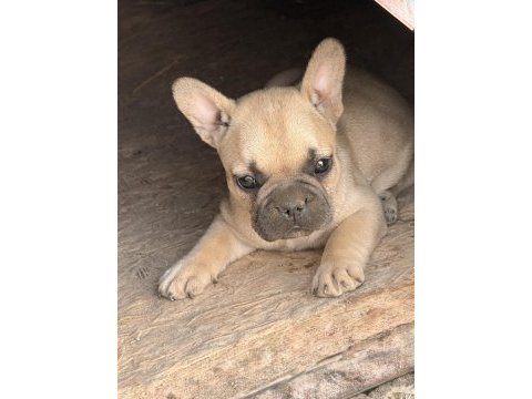 Çok acil sahiplendirilecek dişi french bulldog yavrum
