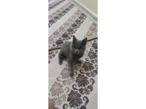 Akıllı ve sevimli british shorthair