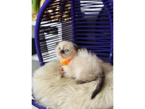 Scottish fold chocolate point