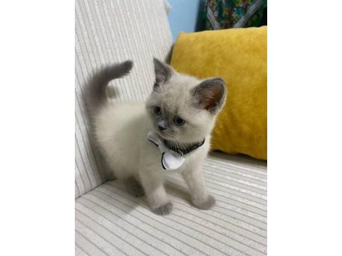 3 aylık british shorthair eşyaları var