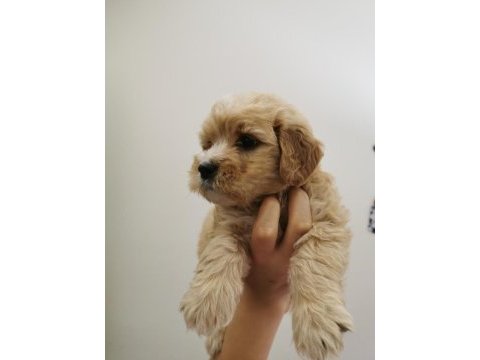 Orijinal maltipoo yavrular randevu alarak bakabilirsiniz