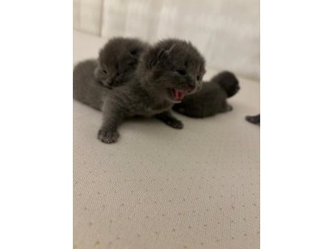 Blue point ve british shorthair