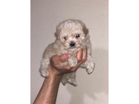A+ kalite sağlık garantili maltipoo bebekler