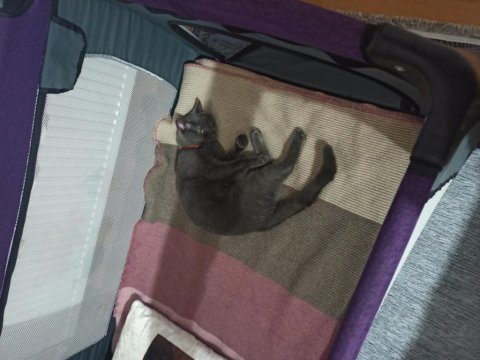 1,5 yaş dişi british shorthair