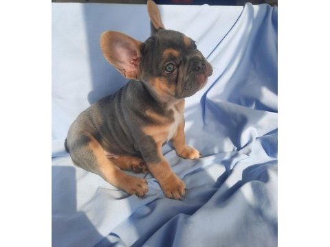 Fluffy ve ısabella taşıyıcı exotıc french bulldog yavruları