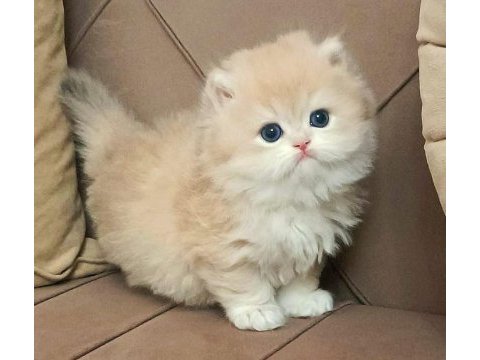 British longhair ve shorthair sevecen yavrularımız