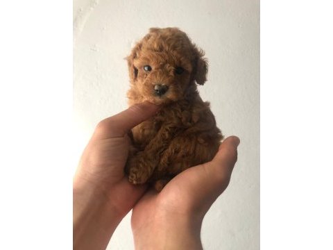 Kore poodle köpeğimiz