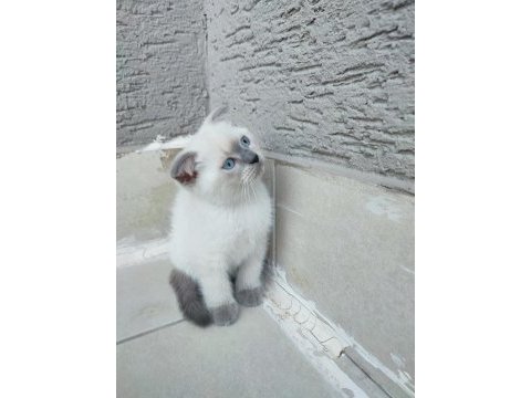 Scottish fold 2 aylıklar uygun puana