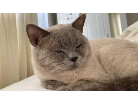 Erkek british shorthair kedime eş arıyorum