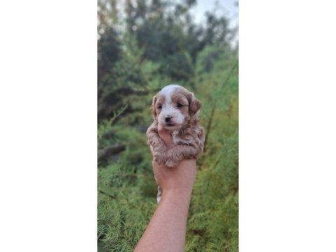 F1 0 numara maltipoo yavrularım hazır