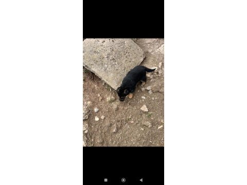 Alman kurt köpeği yerli kurt