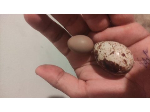 Bıldırcın yumurtası