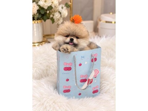 Pomeranian boo orjinal rengi ve tüy kaliteli yavrumuz