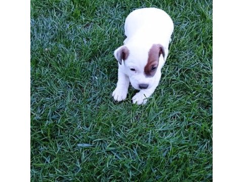 Enerji küpü jack russell bebekler