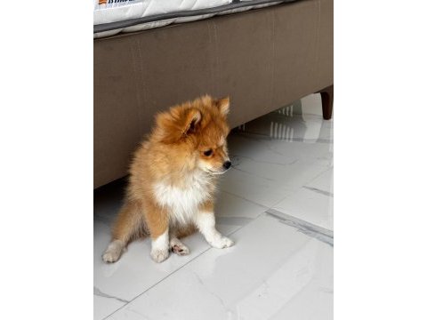 Erkek ve dişi yavru pomeranian