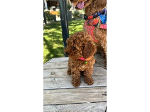 Kore yavrusu a kalite orijinal toy poodle yavru