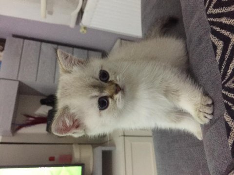 Ayı surat british shorthair yavrumuz