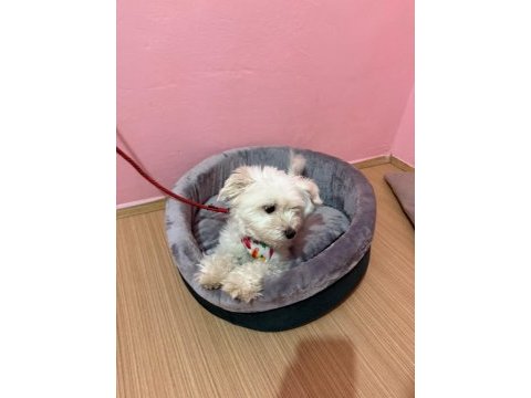 Ücretsiz sahiplendirme dişi köpeğimiz