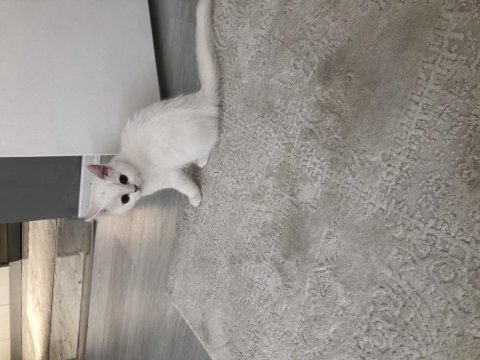 4,5 aylık british longhair yavrumuz