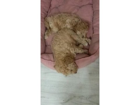 Minik köpeklerim