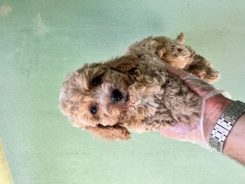 Toy poodle a kalite tüm illere gönderim