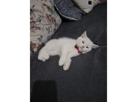 Cins kedi biritichsahibinden çok oyuncuysam bir maskot