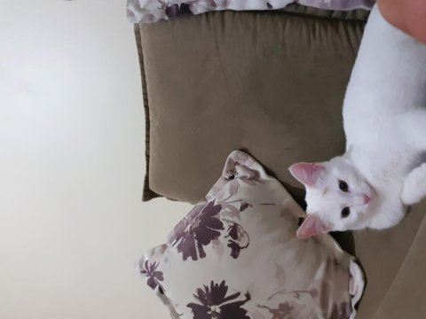 Anne norveç orman kedisi melez adı kıymet