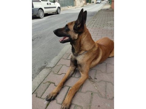 Kaliteli enik belçika kurdu