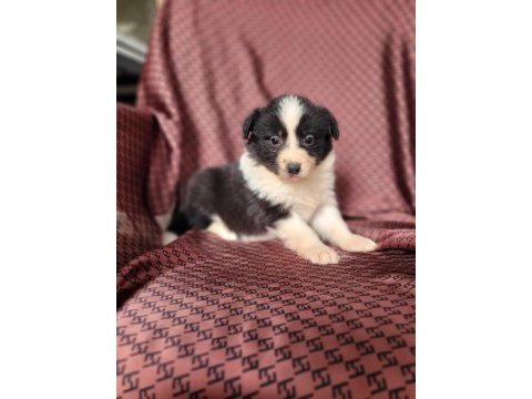 Border collie bebeklerimiz ruhsatlı çiftlikten