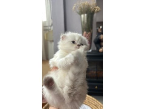 Masal gibi 2 british longhair yavru yeni yuvasını