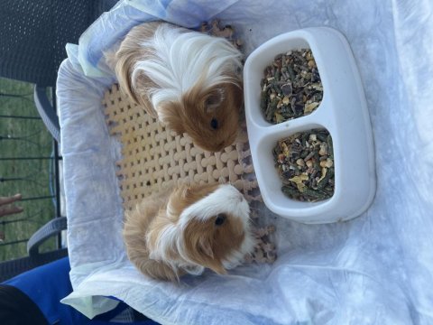 Karamel & latte guinea pig