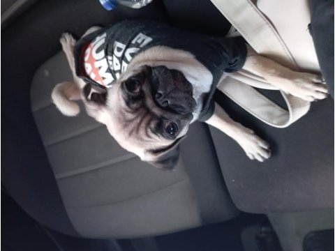 5 aylık dişi pug