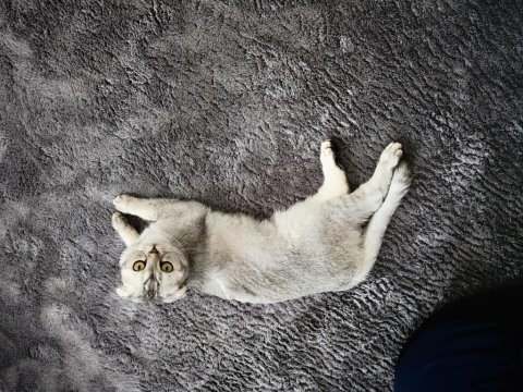 2 adet dişi ve kısırlaştırılmış scottish fold