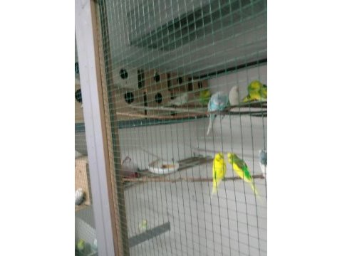 Kaliteli muhabbet kuşu isteyenler