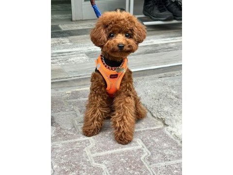 6 aylık toy poodle erkek