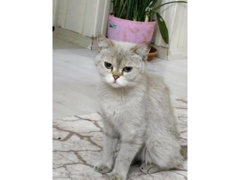 Dünya tatlısı british shorthair